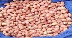 Peanut Variety 73-30 – product photo 1, product detail gallery
